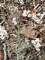 Cardaminopsis arenosa subsp Borbasii (fam Brassicacees) (Europe centrale) (4) (Photo F. Mrugala)
